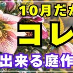 クリスマスローズの株分け・プリムラの株分け・ラナンキュラスラックスの植え替え・コレオプシスの地上部カット・紫蘭の枯れ葉処理・ハロウィンデコレーション　10月の庭作業をまとめた動画です。