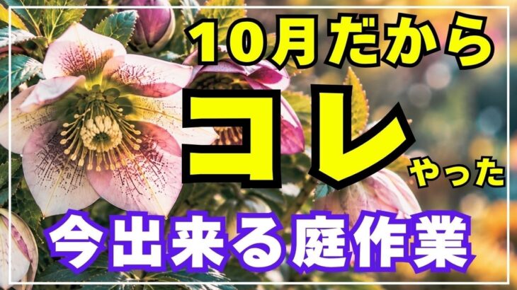 クリスマスローズの株分け・プリムラの株分け・ラナンキュラスラックスの植え替え・コレオプシスの地上部カット・紫蘭の枯れ葉処理・ハロウィンデコレーション　10月の庭作業をまとめた動画です。