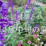 [10/12 庭便り]宿根草とハーブ/ナチュラルガーデン/グランドカバー/秋の花/シルバーリーフ/ガーデニング
