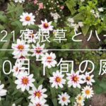 [10/21 庭便り]宿根草とハーブ/ナチュラルガーデン/グランドカバー/秋の花/シルバーリーフ/ガーデニング