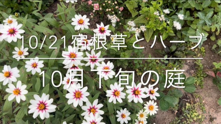 [10/21 庭便り]宿根草とハーブ/ナチュラルガーデン/グランドカバー/秋の花/シルバーリーフ/ガーデニング
