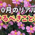 【ガーデニング】10月のリアルな庭！今やるべきこと5選＆長雨・日照不足でも咲いてる花！園芸・gardening
