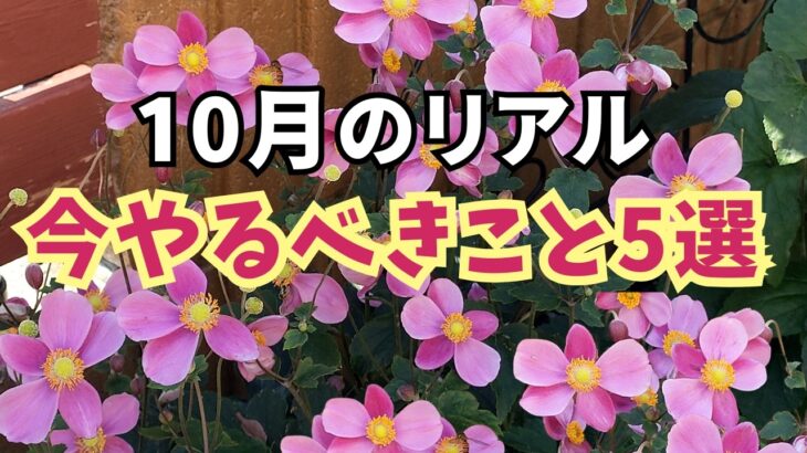 【ガーデニング】10月のリアルな庭！今やるべきこと5選＆長雨・日照不足でも咲いてる花！園芸・gardening