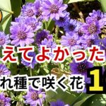 【ガーデニング】一度植えればこぼれ種で毎年咲く！本当に植えてよかった花10選！種を蒔くなら今！園芸・gardening