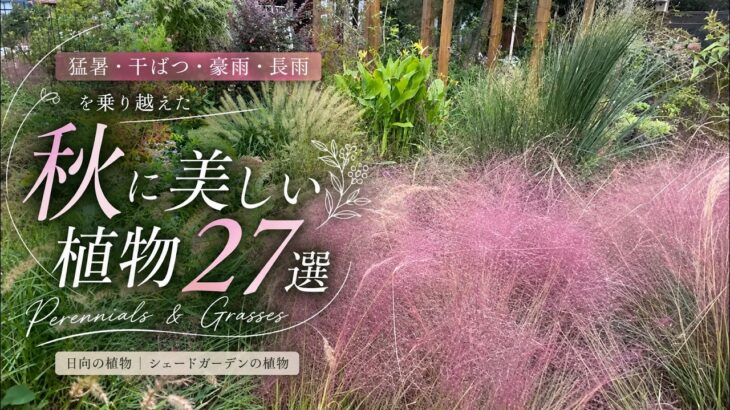 【秋の庭を彩る植物27選】猛暑・干ばつ・豪雨に耐えた秋の草花27選｜宿根草・グラス・日陰の植物