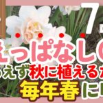 【ずぼらガーデニング】植えっぱなしで毎年春に咲く❣️秋植え球根7選！ガーデニング歴10年以上の実体験を全部話します