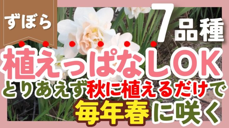 【ずぼらガーデニング】植えっぱなしで毎年春に咲く❣️秋植え球根7選！ガーデニング歴10年以上の実体験を全部話します
