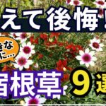 【ガーデニング】植えてわかった！大好きなのに失敗しやすい残念な宿根草9選！園芸・gardening