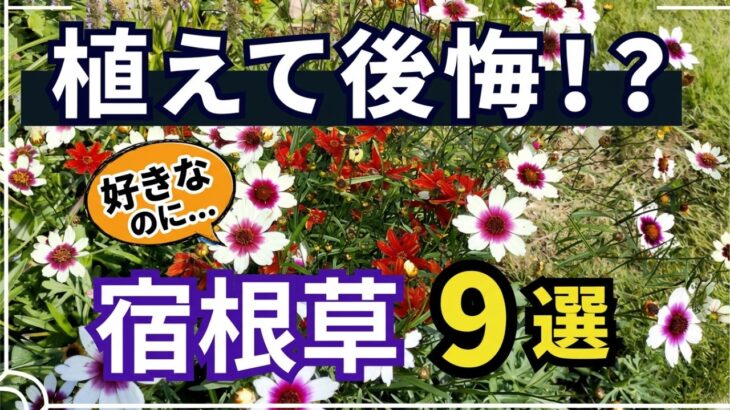 【ガーデニング】植えてわかった！大好きなのに失敗しやすい残念な宿根草9選！園芸・gardening