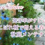 【ガーデニング】植えっぱなしOK！こぼれ種で増える春の草花紹介／秋庭メンテナンス