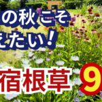 【ガーデニング】プロの庭で一目惚れ！今年の秋こそ植えてみたい宿根草９選！植えっぱなし一度植えれば毎年咲く！園芸・gardening