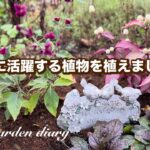 【ガーデニング】秋庭にぴったりの植物を植えました/花壇では来春が待ち遠しいオルラヤなどの芽が出てきました