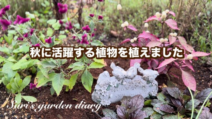 【ガーデニング】秋庭にぴったりの植物を植えました/花壇では来春が待ち遠しいオルラヤなどの芽が出てきました