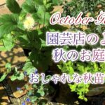 【ガーデニング】秋庭がおしゃれになる宿根草お迎え／裏庭のラナンキュラスラックス