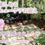 【ガーデニング】お庭に合わせやすいシックなヒューケラお迎え／今しておきたい秋庭仕事／秋バラ開花