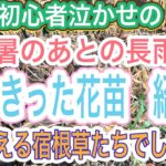 【ガーデニング】【宿根草】【多年草】夏終了!で終わったお花😭と夏終了!でも終わらなかったお花をまとめて紹介👍今買えるお花もあるので必見です✨