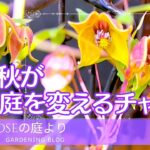 【ガーデニング】　この秋が春を変えるチャンス・毎年大きくなる宿根草・晩秋の庭