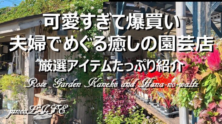秋の園芸店は凄い！ローズガーデンカネコさん＆花のワルツさん購入品紹介＋猫草もぐもぐタイムを満喫