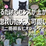 秋庭がもっと素敵になる！ローズガーデンカネコさん＆花のワルツさん購入品紹介＊猫ちゃん
