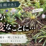 【千葉県｜やっとやんだ雨／豪雨・長雨被害】庭に川が流れてました…枯れた植物・傷んだ植物｜庭を一周