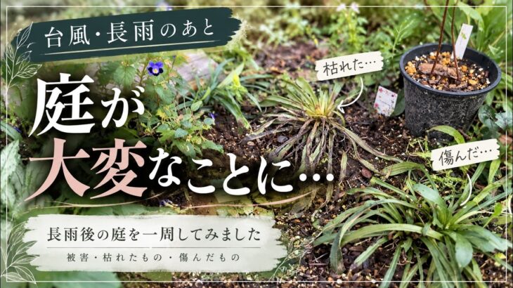 【千葉県｜やっとやんだ雨／豪雨・長雨被害】庭に川が流れてました…枯れた植物・傷んだ植物｜庭を一周