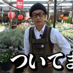 俺のこと信じちゃだめだよ【カーメン君】【園芸】【ガーデニング】