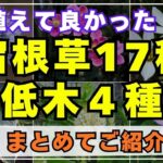 【保存版！】育てて良かった宿根草＆低木のショート動画をまとめました。新たに一言コメントも添えてあります。