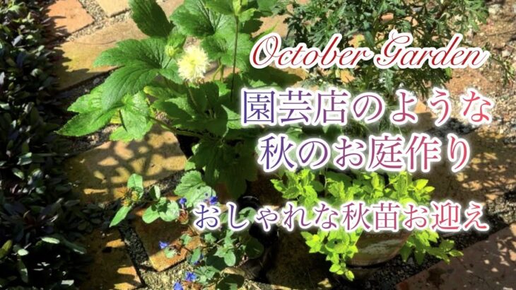 【ガーデニング】秋庭がおしゃれになる宿根草お迎え／裏庭のラナンキュラスラックス